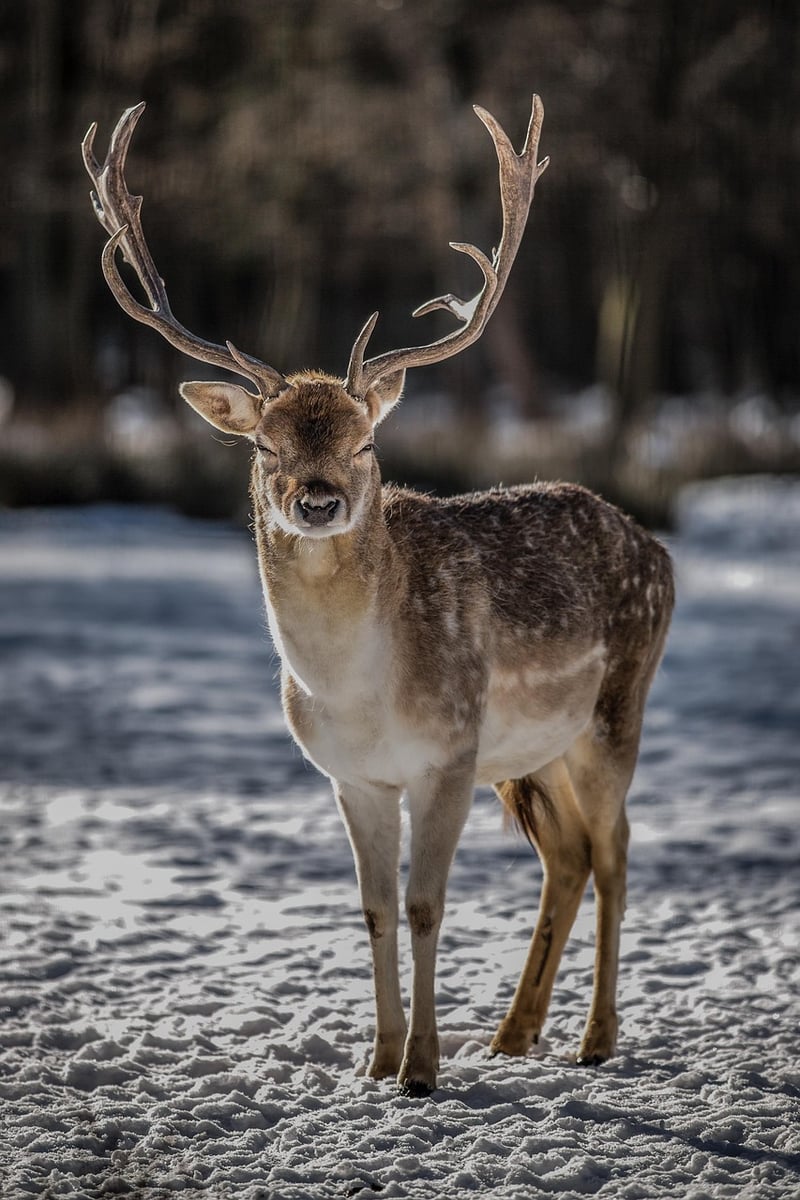 Wildlife Safari